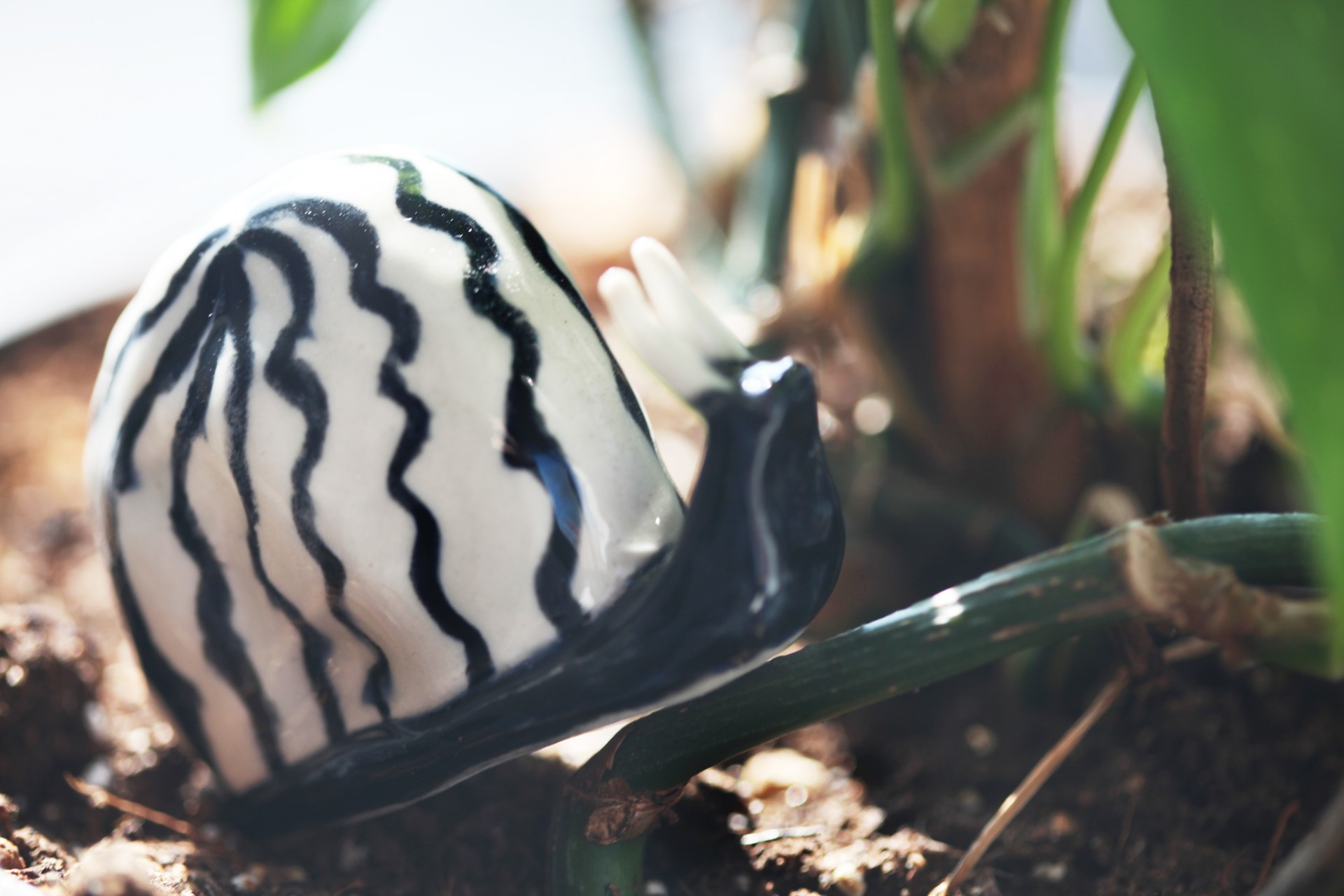 Black porcelain snail among leaves and dirt. 